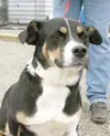 Adopt me!