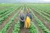 ROBERT DeBERRY/Frontiersman Paula Giauque, right, and daughter
Teri Bernowski of Gold Nugget Farms stand in their potato field off
Bodenburg Loop in the Butte. The mother-daughter duo are par