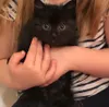 cat1.jpg