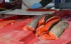 A pile of salmon awaits filleting on May 7, 2022, in Juneau, Alaska. James Brooks/Alaska Beacon