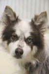 Needs a home