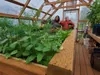 WASI Assistant Executive Director Marlene Munsell talks to a resident inside one of several greenhouses across the campus. Frontiersman file photo