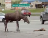 This cow moose refused to leave it's fallen calf's side after
the young moose was struck and killed by a vehicle on the Parks
Highway in Wasilla Tuesday afternoon. Police and Alaska Wildlife
