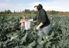 ROBERT DeBERRY/Frontiersman Palmer resident Tara Sutton hands a
head of broccoli to her daughter Rebekah, 7, while picking produce
during the Fall Harvest Festival at Pyrah’s Pioneer Peak Far