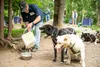Sled dogs take a break from giving visitors rides around the museum during the 2018 Iditarod volunteer picnic at the headquarters in Wasilla. The Iditarod has spent the last year immersed in 
