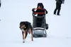 Willow Carnival sled dog races Frontiersman file photo