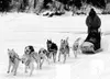 Dog mushing is the official state sport of Alaska, and there are
opportunities for everyone to enjoy the sport -- from those who run
the Iditarod, to weekend warriors looking for something ne