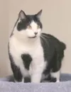 One cool cat