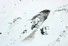 The Glide Creek area in Hatcher Pass. Tim Rockey/Frontiersman