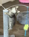 Nacho Tot, the runt of her litter, is an active kitten even though she only weighs 1 pound, is one of the kittens and cats that people can pet and interact with at the Alaska Cat Cafe in Wasi
