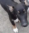 Pet Tails - willow.jpeg