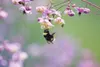 American horticulturalist Dan Hinkley will speak about his recent plant exploration treks to China, Vietnam and Myanmar at 1:30 p.m., Aug. 1 at the Willow Community Center, Mile 69.5, Parks H