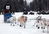 Ellen Halverson of Wasilla heads out on the trail Saturday for
the start of the Klondike 300 from the Call of the Wild bar on Big
Lake. Halverson and 10 other mushers started the 300-mile tre