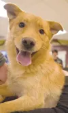 Adopt me!