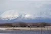 Cows graze the fields of Point Mackenzie Correctional Farm on Friday afternoon, April 1. MY House and other organizations are in talks with the state and its Department of Corrections about t