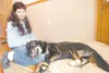 ROBERT DeBERRY/ Frontiersman Karen McNaught takes a break with
Andre at her home in Wasilla. McNaught, who works with the Alaska
Dog and Puppy Rescue , took Andre in after he was found with t