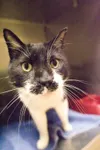 ROBERT DeBERRY/Frontiersman This gentle black and white domestic
short-hair needs a name. He was found near Flat Lake around Oct.
23. He has been neutered. The shelter identification number i