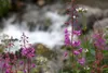 Little Susitna River HEATHER A. RESZ/Frontiersman