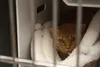 An orange cat waiting for adoption. Jacob Mann/Frontiersman