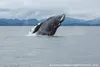 A humpback whale breaches in Southeast Alaska waters. Some researchers think whales might use their sense of smell along with taste while traveling at or above the water’s surface to find foo