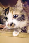 Churchhill is a calico colored domestic short hair. She is
7-months-old and is very playful. She came to the animal shelter as
a stray on Oct. 21. Her shelter identification number is A035398