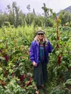 A Palmer woman is dwarfed by giant Swiss chard at River and Sarah Bean’s Arctic Organics Farm.  Photo by Barbara Hunt