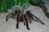 All kind of creepy and crawly critters will be available  for public view and even holding this Saturday during the Creepy Crawly Event at Black Birch Books. Courtesy photo