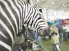 Victoria Bedwell stops and stares at a zebra on display at the
show at the Wasilla Multi-Use Sports Complex. The show continues
today. ROBERT DeBERRY/Frontiersman