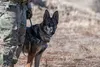 Sofi, 9th Security Forces Squadron military working dog, waits with her handler, Staff Sgt. Jason Herrier, at a simulated checkpoint during military working dog detection training on Beale Ai