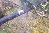 Part of the Crevasse Moraine Trail System has been blocked with felled trees. A sign attached to the blockage says the Mat-Su Borough took the action to accommodate work at the borough landfi