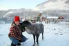 The Williams Reindeer Farm is offering tours during the winter. Jacob Mann/Frontiersman