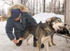 Iditarod Trail Sled Dog Race volunteer veterinarian Bill Liska checks one of Lance Mackey's dogs during Wednesday's vet check at the Idiatarod Trail Sled Dog Race headquarters in Wasilla. Rob