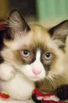 Needs a home