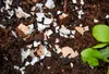 Use crushed eggshells in your garden's soil as a natural fertilizer.
