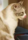 Adopt this pet