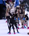 The Iditarod has partnered with Aker BioMarine and three other international sled dog races as part of the QRILL Pet Arctic World Series Frontiersman file photo