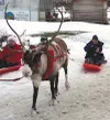 Reindeer sled rides were a popular choice Saturday morning.
Photo by CASEY RESSLER/Frontiersman.