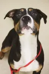 Needs a good home