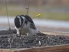 Doug Hill snapped this photo an injured hairy woodpecker at his birdfeeder in Palmer on Sunday. Wildlife officials say shooting woodpeckers is illegal. As of Monday, Hill said he did not know