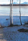 Reindeer spotted in Big Lake Nov. 4. Courtesy John Bitney