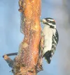 A male Downey woodpecker feeds at a bird feeder at Jim and
Stephanie Gaiser’s property on Lazy Mountain.