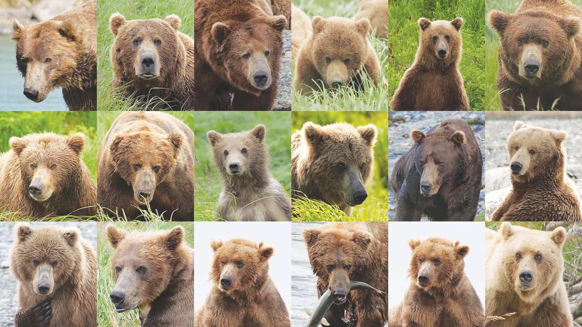 AI can identify individual brown bears, opening new paths for 
