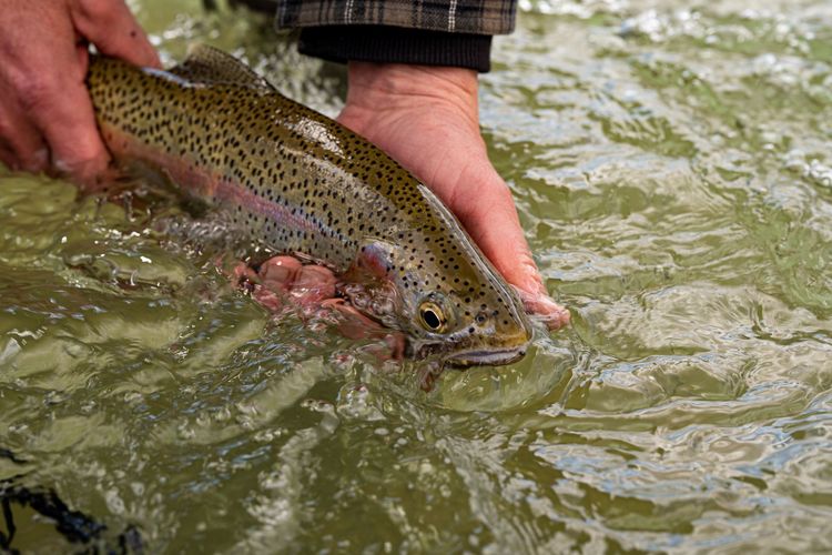 Monday Tailwater Fishing.