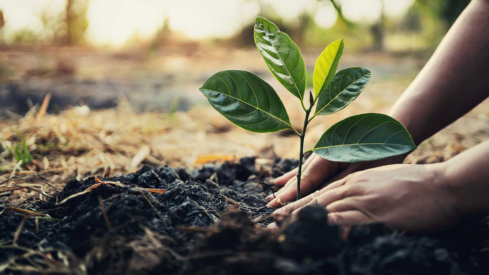 III: Regular water and fertile soil keeps a relationship healthy.
