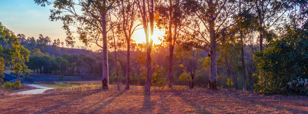 To Tend, To Transform, To Treasure: Sustainability and the Communion Forest