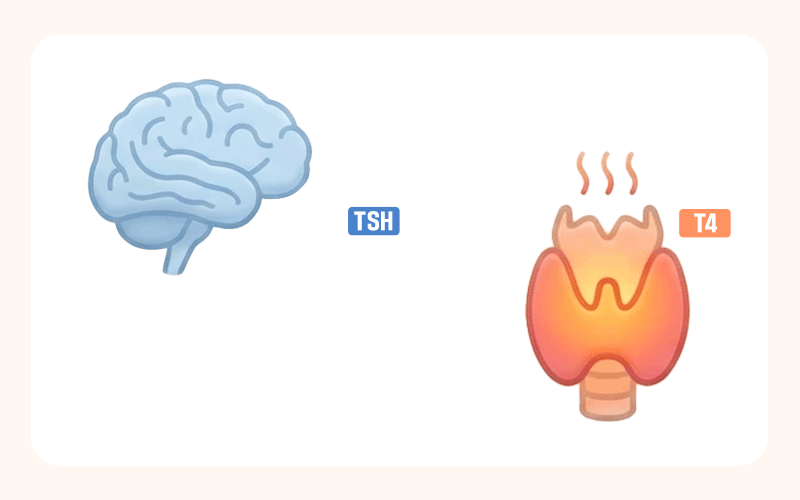 뇌(뇌하수체)에서 신호(TSH)를 보내면 목(갑상선)에서 열/에너지(T4)가 나오는 순환 구조 표현
