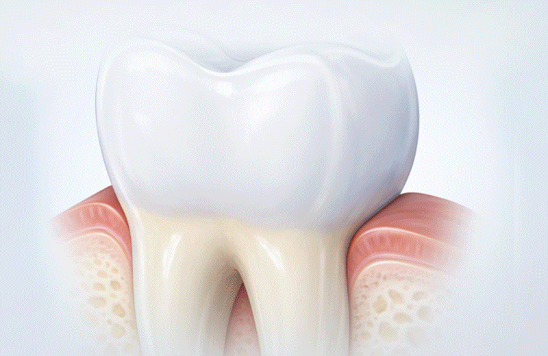 A medical illustration showing dentinal tubules inside the structure of a tooth