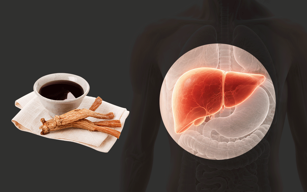 An infographic illustrating how herbal medicine metabolizes through the liver and its safety standards.
