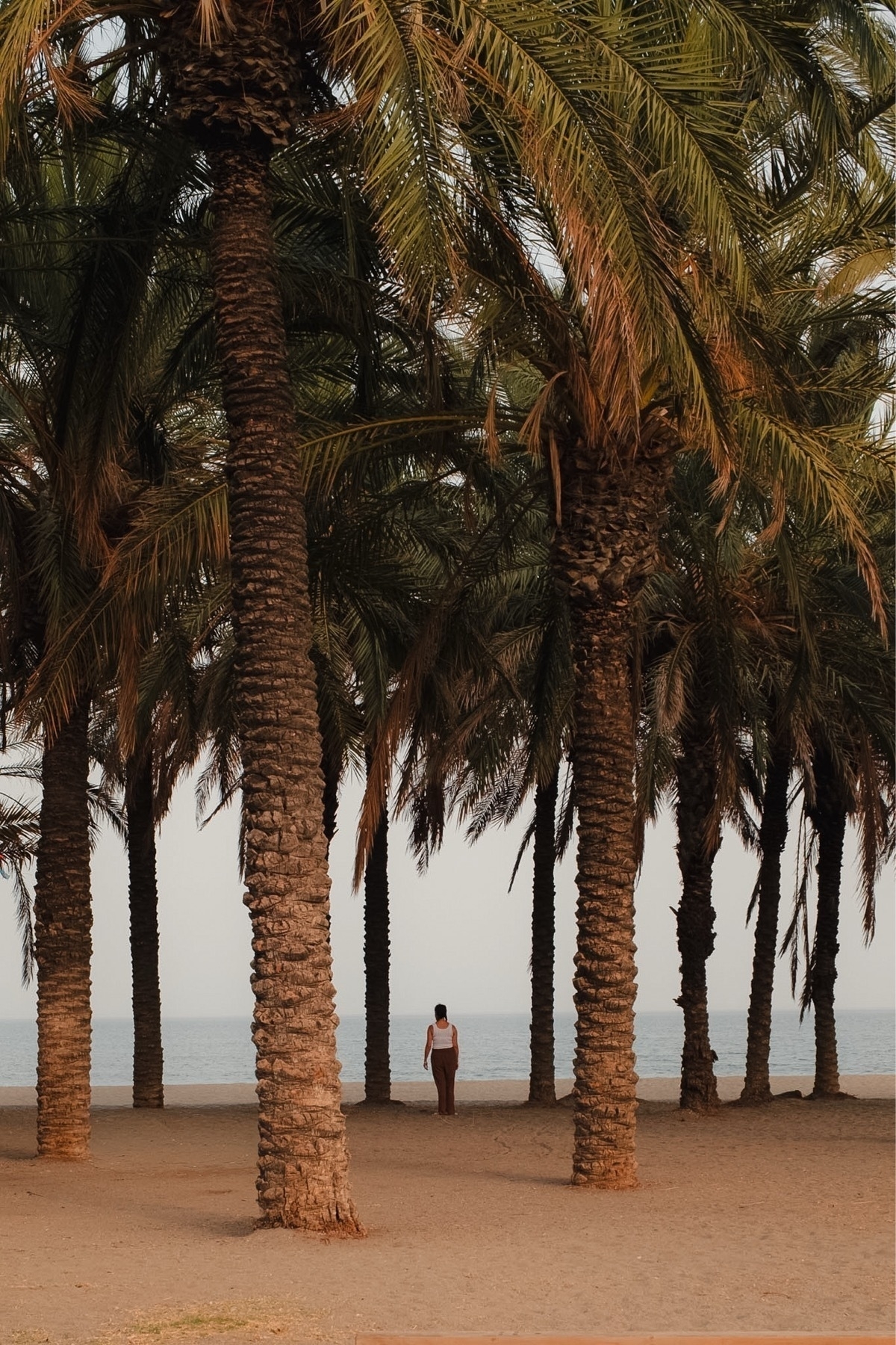 A person is walking on a beach path surrounded by tall palm trees.