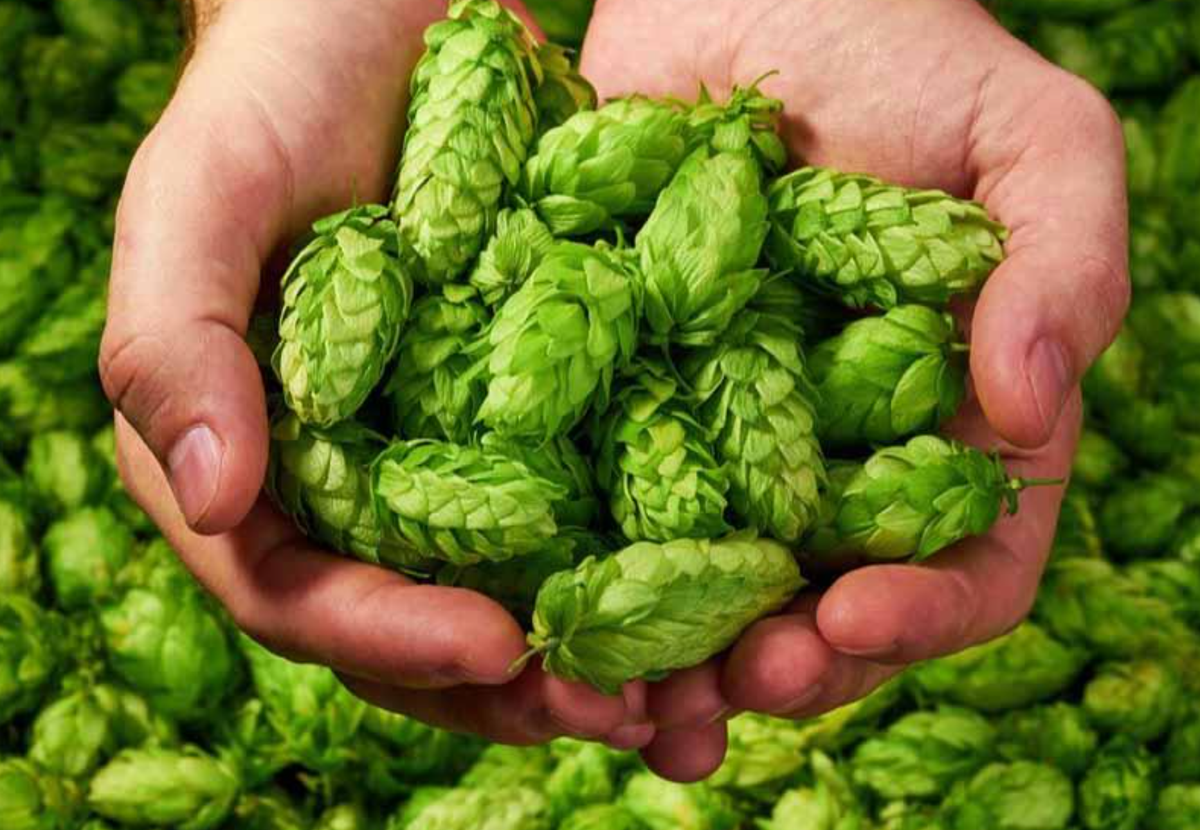 Beer’s Answer to Beaujolais Nouveau (Only Way Tastier)